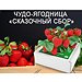 Сказочный Сбор: клубника в Армавире Сказочный Сбор: клубника в Армавире