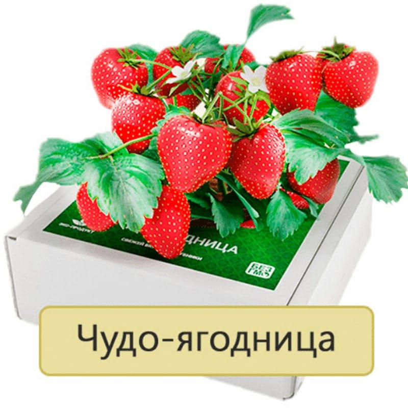 Сказочный Сбор: клубника в Армавире Сказочный Сбор: клубника в Армавире